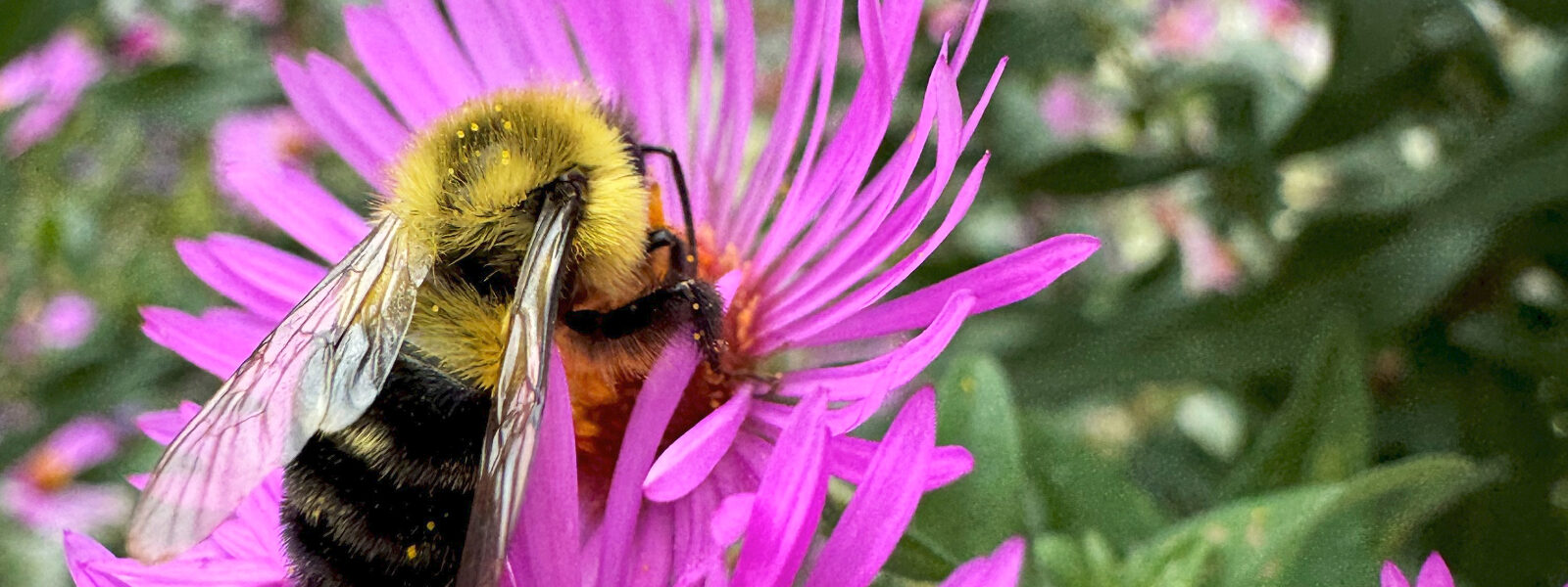 Bumblebee pollinating native wildflowers in a Stonewall Garden planting