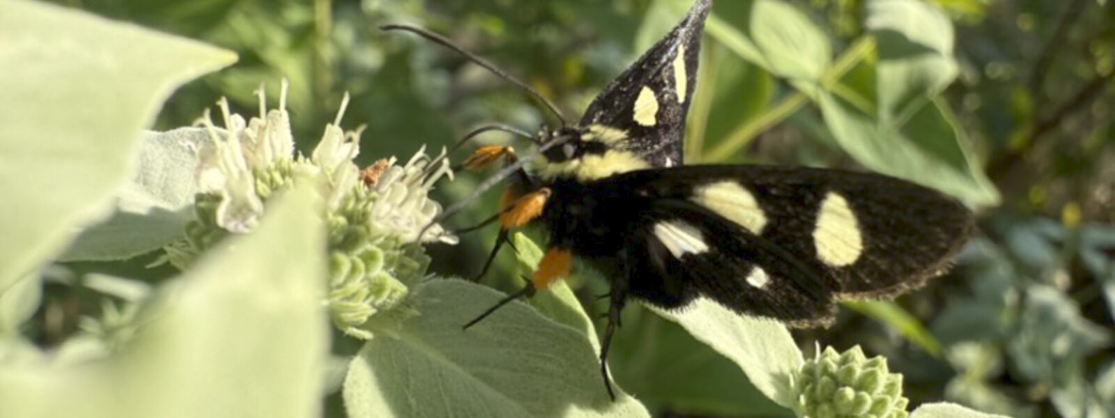 Eight-spotted forester moth on native wildflowers