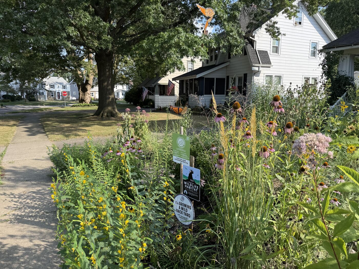 Established native front yard with NWF Certified Wildlife Habitat and Homegrown National Park signs