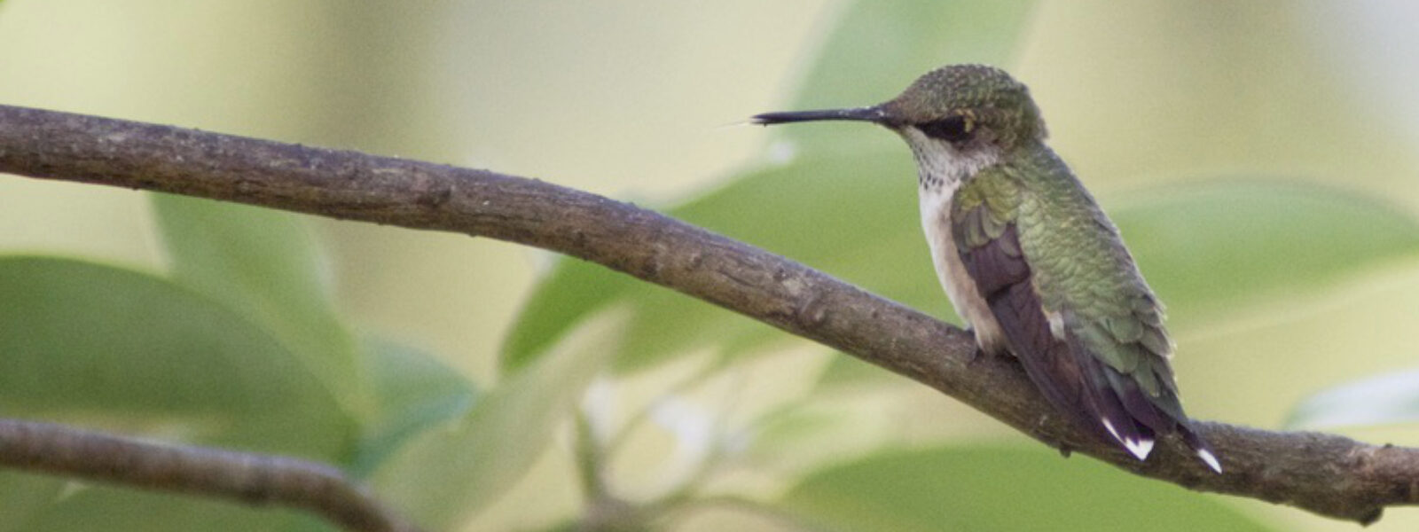 Ruby-throated hummingbird visiting a native garden plant