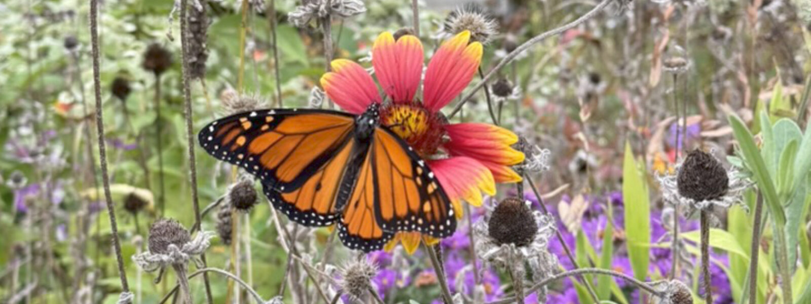 Monarch butterfly on native blanket flower