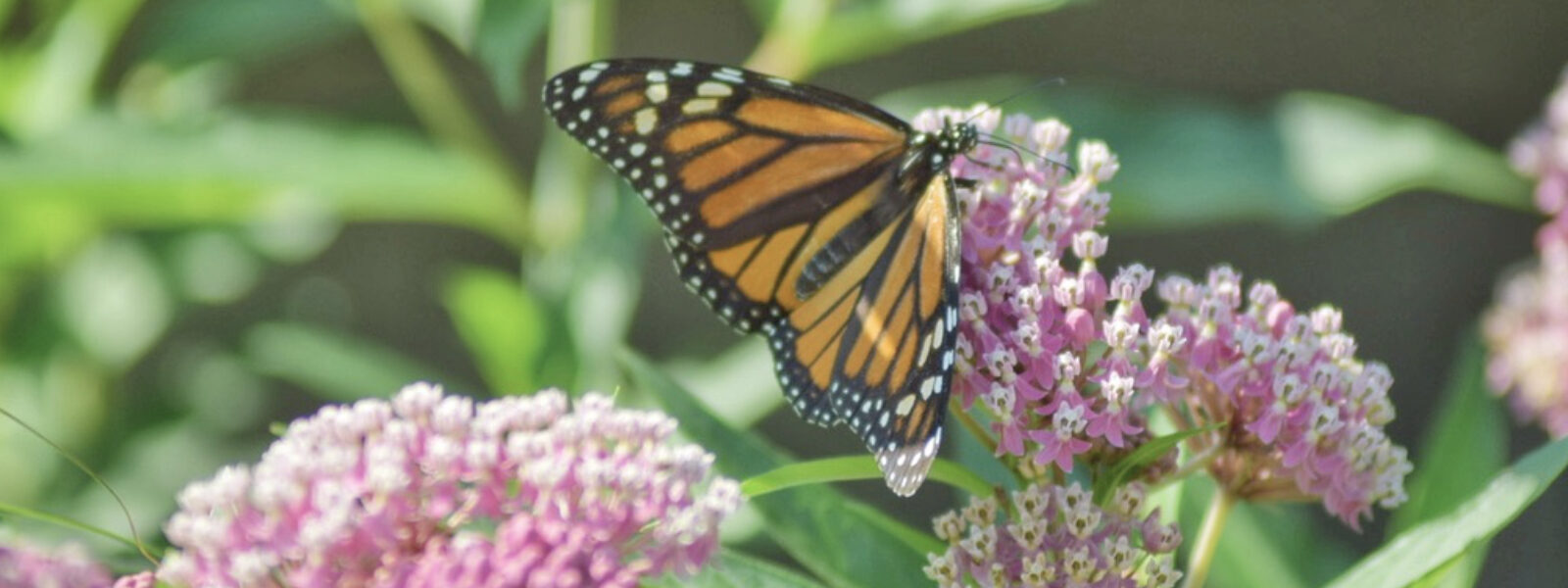 Monarch butterfly on native milkweed