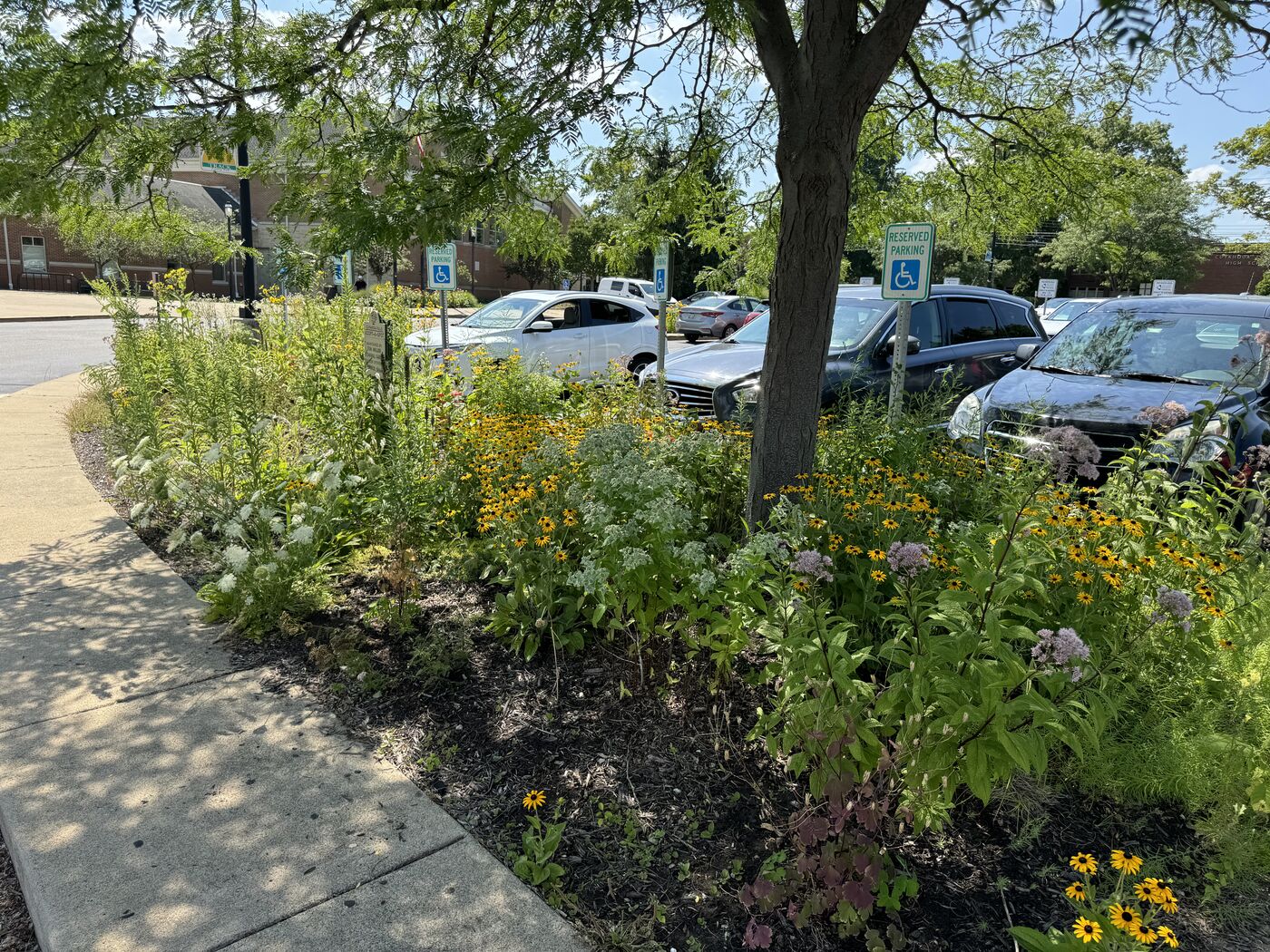 Parking lot native waystation planting with black-eyed Susans and wildflowers in full bloom